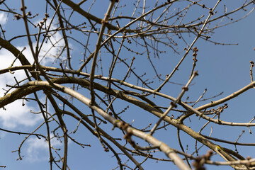 ash in sunny weather in early spring, a young ash tree