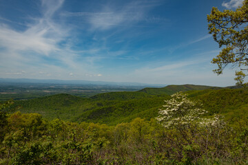View from Skyline drive near Turk mountain overlook in the Shenandoah NP, Virginia
