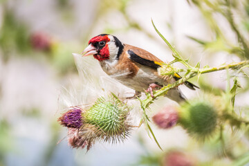 European goldfinch, feeding on the seeds of thistles. Carduelis carduelis.
