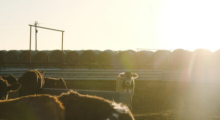 Cattle at Texas feed lot during sunrise for beef cows in agriculture.