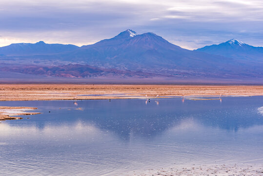 Mountain range and flamingoes reflecting on Chaxa lagoon water at Atacama desert