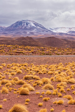 Snowy mountain peak and dry prairie of Piedras Rojas valley in Atacama desert