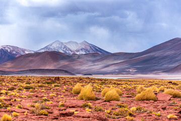 Desertic landscape with steppe and snowy mountains in Piedras rojas park at Atacama desert