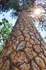 Fototapeta premium Tree Details