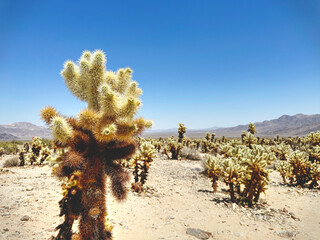Joshua Tree Cactus Garden 1