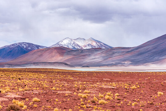 View of field and snowy mountains in Piedras Rojas park in Atacama desert