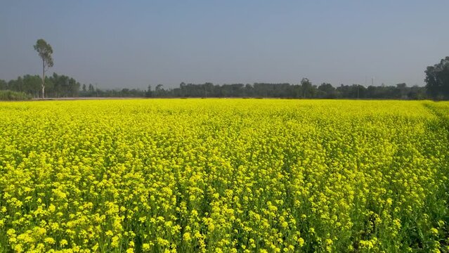 Drone view of mustard fields in Punjab, India.