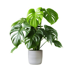 Monstera deliciosain a pot isolated on transparent background