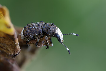 Weißer Breitrüssler - Platystomos albinus