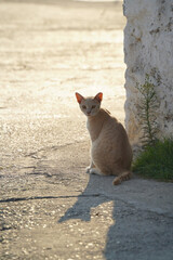 Stray Cat on the Island of Spetses in the Aegean Sea - 617118764
