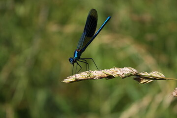 Brightly coloured dragonfly and damselfly