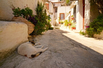 Cat dozing in the shadow of a house in the Plaka quarter of Athens - 617119377
