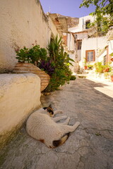 Cat dozing in the shadow of a house in the Plaka quarter of Athens - 617119378