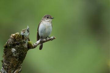 Female Pied Flycatcher sat on single branch, clear green background. 
