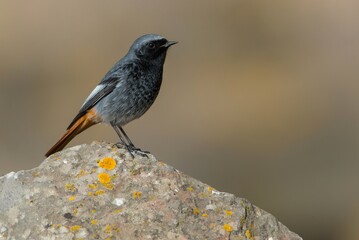 black redstart in natural habitat (phoenicurus ochruros) close up