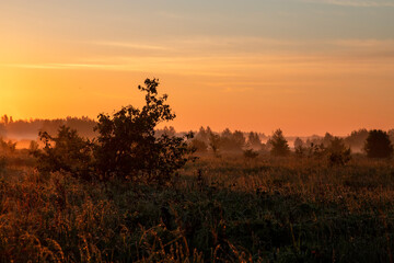 Summer sunrise in the field. Gold hours. Summer morning.