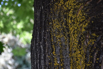 bark texture