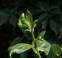 Little cycloneda munda ladybug