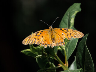 Fototapeta na wymiar Agraulis vanillae orange butterfly