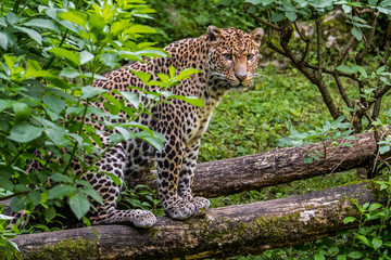 Javan leopard (Panthera pardus melas) sitting on fallen tree trunk showing camouflage colours,...