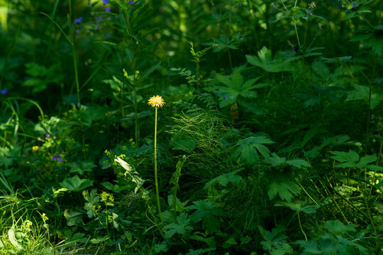 bright yellow dandelion among the lush grass in the meadow