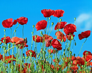 Vibrant Poppy Flowers Blooming Against the Blue Sky