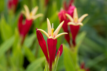 Indian pink (Spigelia marilandica 'Little Redhead') herbaceous perennial