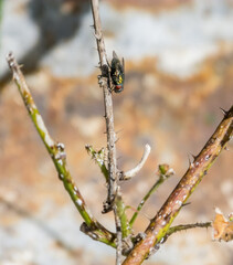 Green fly facing down