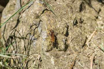 Wasp sitting on the ground