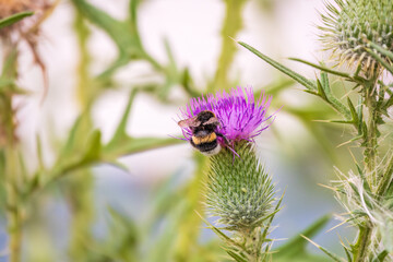 Bumble-bee sitting on wild thistle purple flower