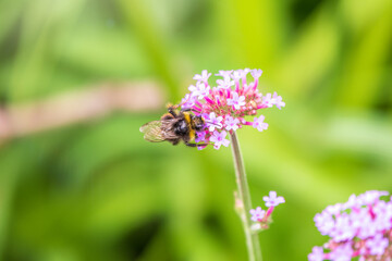 Bumble-bee sitting on Verbena purple flower in green garden