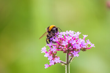 Fototapeta na wymiar Bumble-bee sitting on Verbena purple flower in green garden