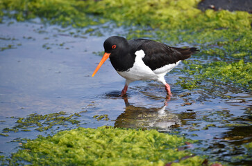 Austernfischer auf Futtersuche an der Atlantikk&uuml;ste 