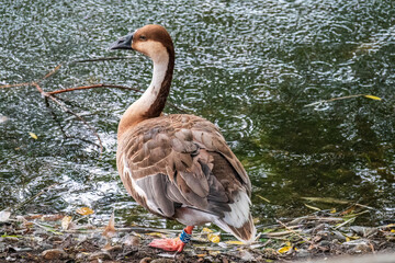 Swan Goose, Anser cygnoides,swiming in lake water