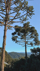 Araucárias na serra de Santa Catarina, Brasil
