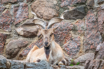 Close-up portrait of Markhor, Capra falconeri, wild goat native to Central Asia, Karakoram and the Himalayas