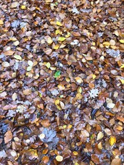 autumn leaves background