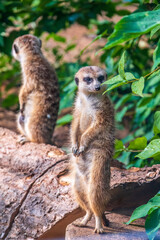 Two cute curious meerkats stand on their hind legs on a sandy hill and look away.
