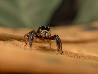 Obraz premium spider on a rock
