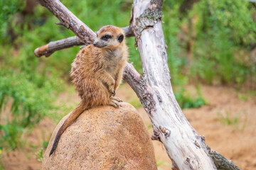 Meerkat, Suricata suricatta, on hind legs. Portrait of meerkat standing on hind legs with alert expression. Portrait of a funny meerkat sitting on its hind legs.