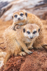 Fototapeta premium A group of cute meerkats. Meerkat Family are sunbathing.