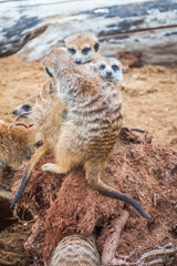 Fototapeta premium A group of cute meerkats. Meerkat Family are sunbathing.