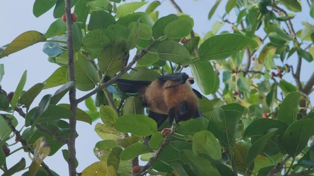 Vertical video. Fruit bat or flying fox (Pteropus giganteus) eating something on a tropical tree. Tropical nature and wildlife concept