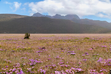 Flowers and meadows with the Ruminahui volcano in the background, with ash passing by from the smoking Cotopaxi volcano near by. Ecuador.