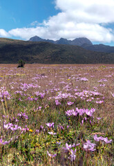 Vertical view of the Ruminahui volcano inside the Cotopaxi National Park, and pink flowers and meadow in the foreground. Ecuador.