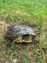 This captivating close-up photograph captures the intricate details of a turtle, showcasing its unique features and captivating beauty. The image offers a mesmerizing view of the turtle's shell patter