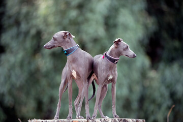 Hunde-Paar