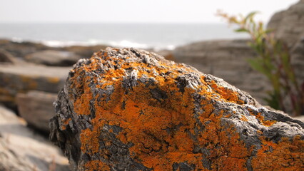 Orange growth on a rock by the coast