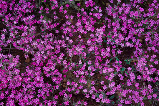 Saponaria bressingham flowers topshot