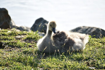 gosling in the grass